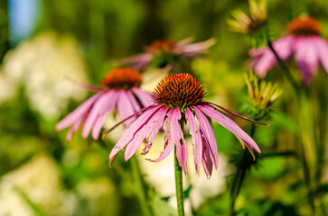Delicate Purple coneflower blooming in summer garden with vibrant green background. Close-up macro flower shot, soft natural light, shallow depth of field, outdoor garden scene, romantic mood,