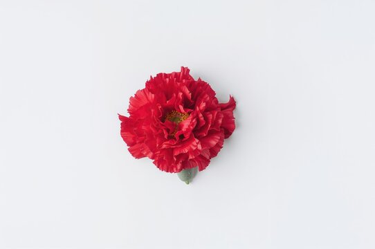 Beautiful red carnation flower on a white backdrop