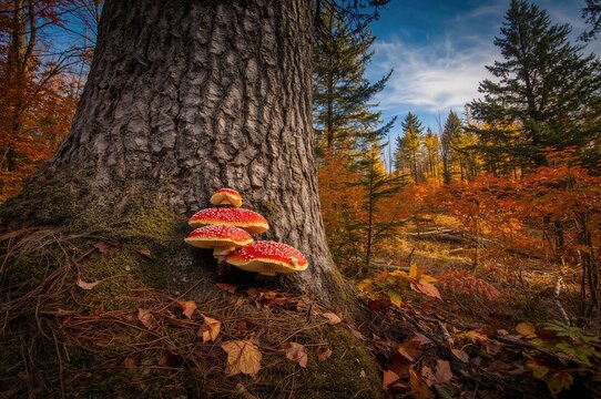 Spruce tree trunk with red-capped mushrooms on the woodland ground during autumn - Powered by Adobe
