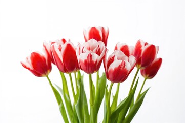 Fototapeta premium Vibrant red and white tulips stand out sharply against a pure white background.