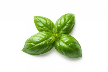 Fototapeta premium Fresh Organic Basil Leaves on a White Background