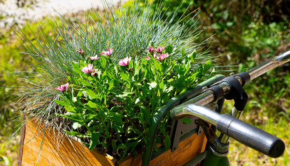 old bicycle with wooden box filled with green plants and pink flowers in bright summer sunlight