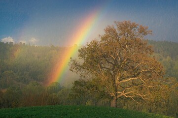 Colors of the Sky with Forest and Drizzle