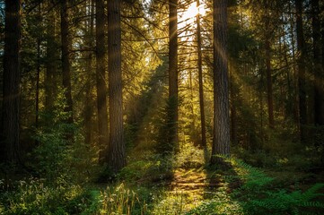 Obraz premium Sunbeams shining through evergreen trees