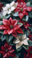 Vibrant red and cream poinsettias adorned with droplets enhance the festive atmosphere during the holiday season in a cozy garden setting