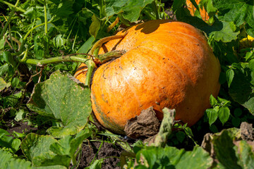 large orange pumpkin growing in a garden surrounded by green leaves and sunlight in late summer