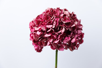 Stunning Close-up of a Beautiful Pink Hydrangea Flower Against a Simple White Background,...