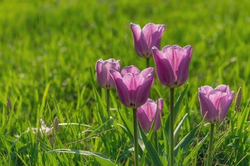 Obraz premium Violet tulips amid lush green lawn