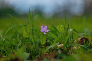 Small violet blossom amidst green blades of grass