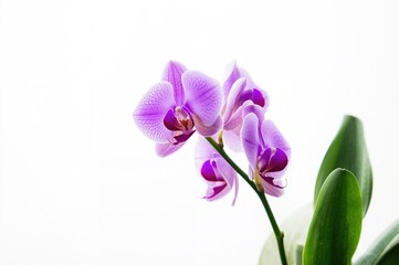 Obraz premium Vibrant purple orchid blooming in a botanical garden setting, surrounded by green leaves and natural spring beauty