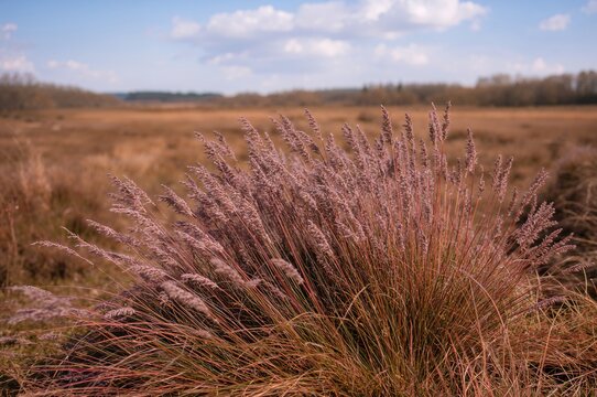 Purple moor grass spreads abundantly in the protected natural area