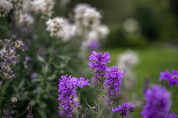 Obraz premium Close-up of violet blossoms in a garden setting
