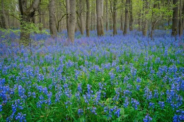Lavender blossoms in a meadow of wild bluebells