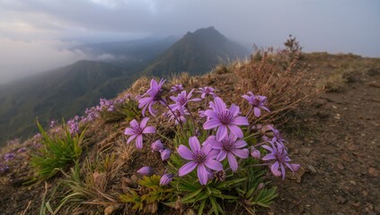 Obraz premium Lavender edelweiss blossoms along a mountain hiking path