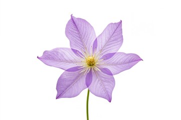 Isolated purple clematis blossom on a white background