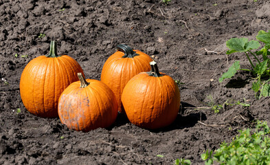 four bright orange pumpkins lying on freshly tilled soil in a sunny garden during autumn harvest season