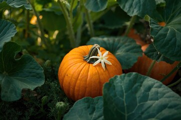 Obraz premium Vegetable plant showcasing pumpkin flowers and fruit