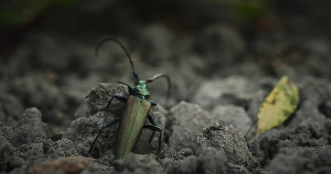 Shiny Green Bug on Rough Terrain Close-Up Shot