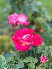 pink rose in garden. Wild rose hips with water drops close-up. 