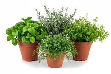 Collection of potted fragrant culinary herbs for indoor or outdoor gardening. Basil, rosemary, parsley, and oregano in terracotta pots on a white backdrop.