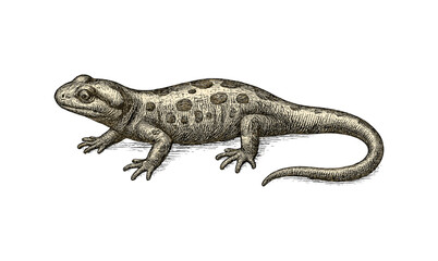 Obraz premium Detailed vintage drawing of a spotted lizard in classic engraving style