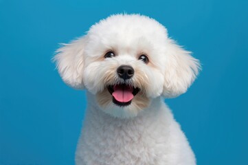 Obraz premium Close-up of an adorable bichon with a joyful expression against a blue backdrop; the dog is grinning and playfully showing its tongue.