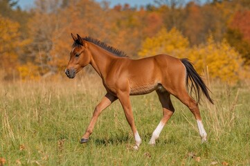 Obraz premium Young horse wanders freely in autumn