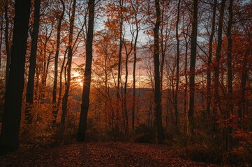 Obraz premium Forest in the fall season in Eastern Europe