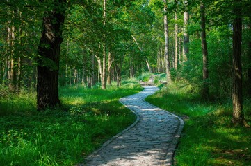 Obraz premium Stone trail through lush greenery during warm season