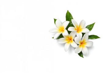 Naklejka premium White background featuring Plumeria blossoms with cutout effect