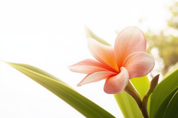 Gorgeous Plumeria Blossom on a Plain White Backdrop