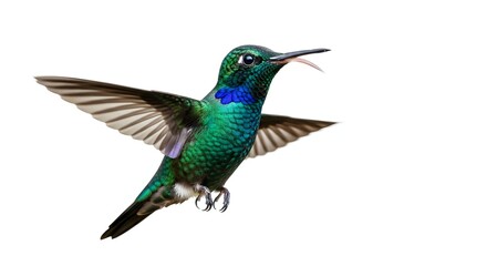 Obraz premium Action of Hummingbird Hovering, Nature Scene, Close-Up Image, Vibrant Environment, Aerial View, Wildlife Concept
