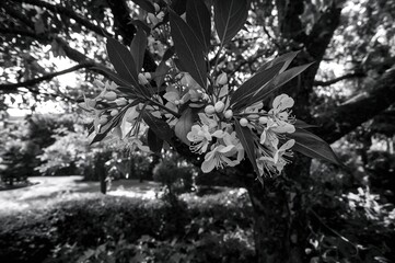 Monochrome close-up of trees and plants in a garden setting