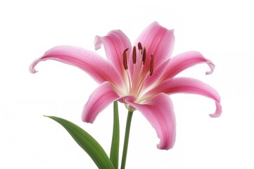 Fototapeta premium Isolated Pink Lily Blossom Highlighting Nature's Beauty and Light