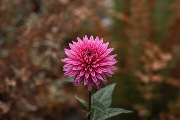 Garden scene with pink chrysanthemum flowers in full bloom
