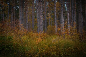 Fototapeta premium Forest Vine Maples change hues during autumn in the Cascade region at a protected natural area managed by a land trust in the Pacific Northwest.