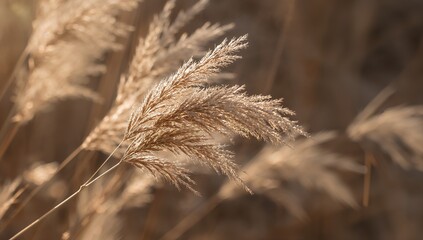 Close-up of dry pampas grass in natural sunlight outdoors