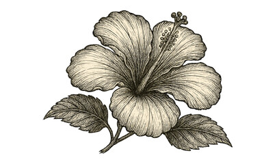 Fototapeta premium Elegant ink hibiscus with detailed leaves in vintage botanical style