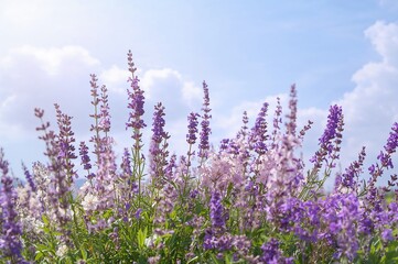 Obraz premium Springtime in the open air with blossoming lavender and Salvia nemorosa