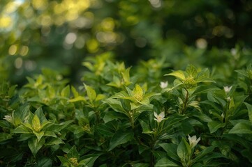 Obraz premium Photo of tropical leaves from lush green shrubs with a softly focused background