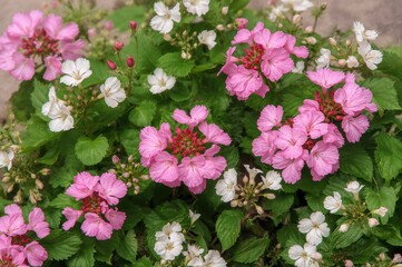 Naklejka premium Vibrant Pink Geranium Blooms - Pelargonium Genus Encompassing Around 280 Species of Perennials, Succulents, and Shrubs