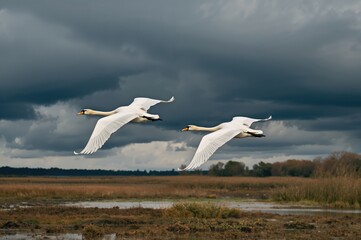 Fototapeta premium Two swans soaring together through a moody, overcast sky above wetlands