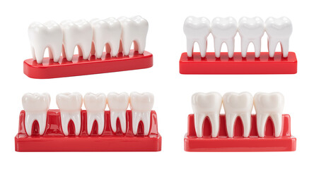 Dental model of white teeth on red plastic base isolated