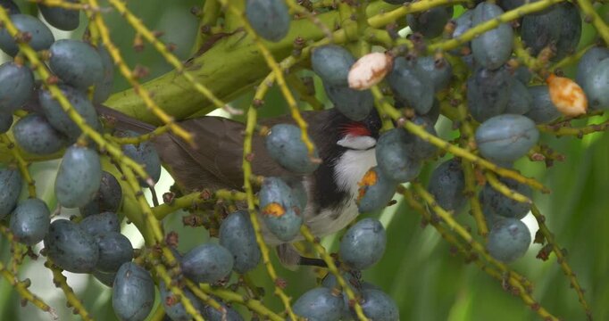 Red Whiskered Bulbul bird eating seeds of palm tree - unedited C4K HLG 