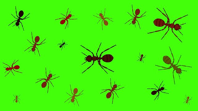 Animated video with cartoon-style ants walking on a green background, art.