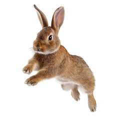 Fototapeta premium Rabbit Hopping Joyfully. Isolated on Transparent Background