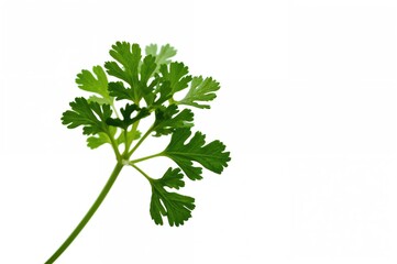 Close-up of fresh green herb with selective focus and tinted effect