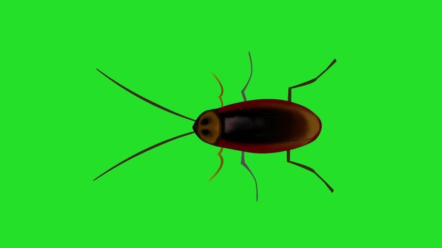 Animated video of a cockroach walking on a green background, art, insect.