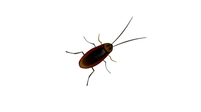 Animated video of a cockroach walking on a white background, 2D, art, insect.