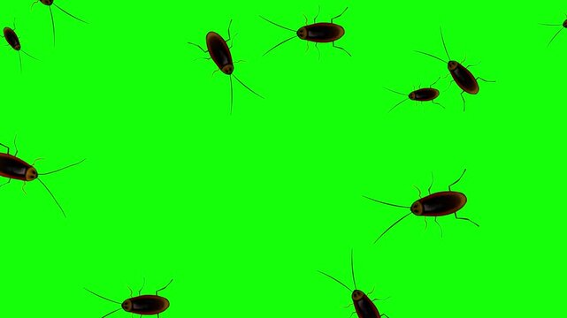 Animated video of cockroaches walking on a green background, 2D, art, insect.